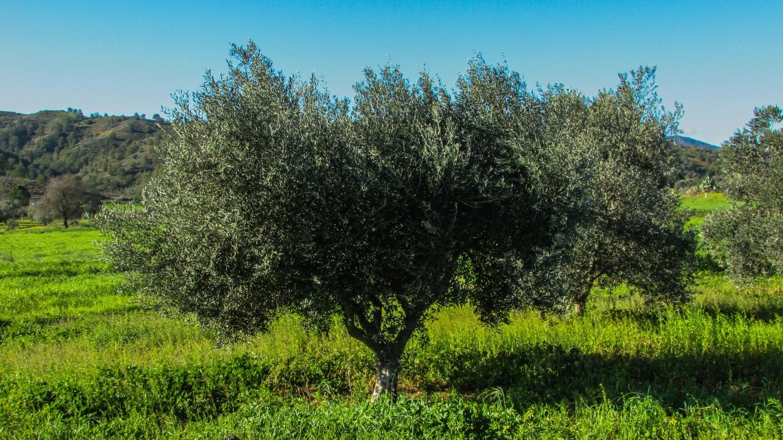 Olio Extravergine di Oliva NATURALE 100% Italiano - Prodotto in Calabria 5 L