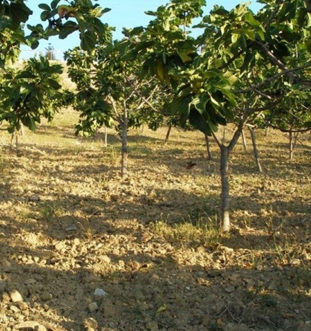 Fichi Secchi Naturali Calabresi di Grossa Pezzatura da Coltivazioni Locali