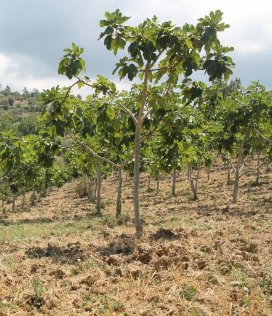 Fichi Secchi Naturali Calabresi di Grossa Pezzatura da Coltivazioni Locali