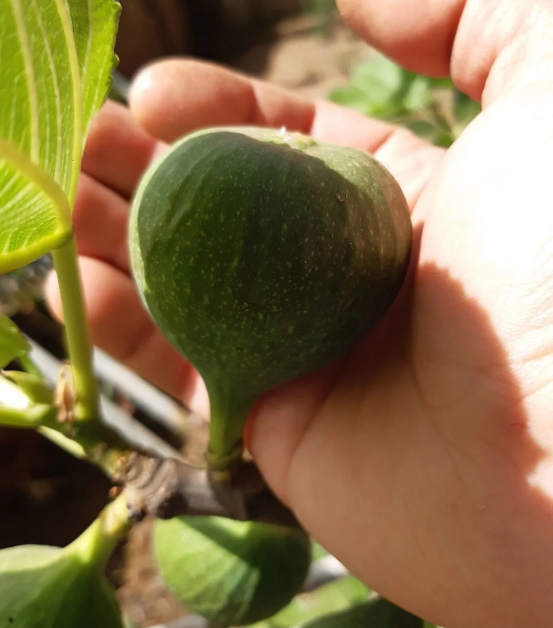 Fichi Secchi Naturali Calabresi di Grossa Pezzatura da Coltivazioni Locali