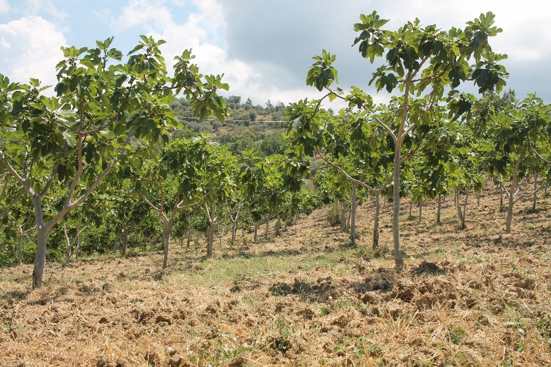 Fichi Secchi Naturali Calabresi di Grossa Pezzatura da Coltivazioni Locali