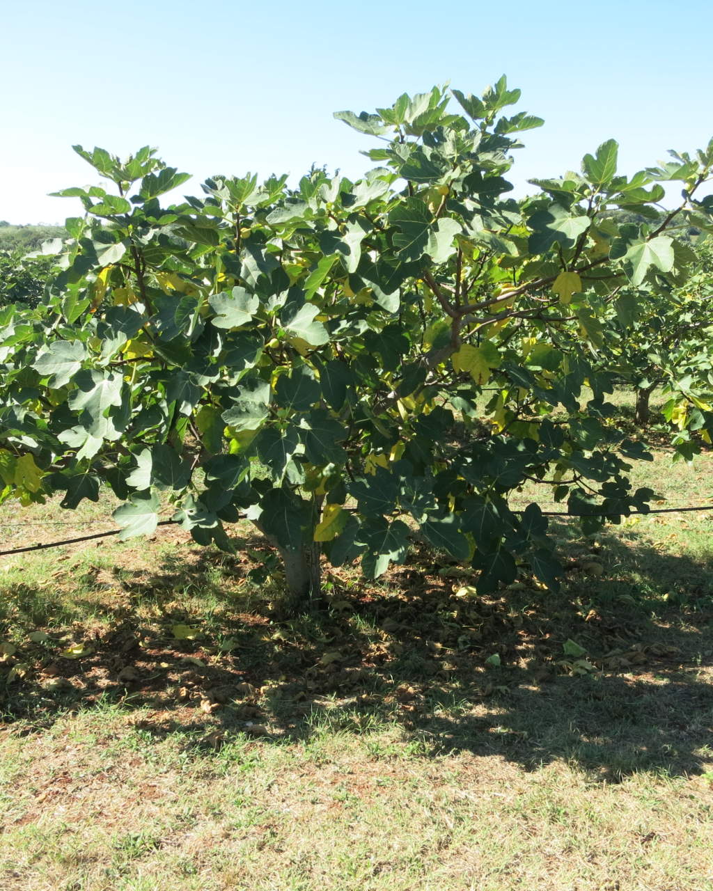 Fichi Secchi Naturali Calabresi di Grossa Pezzatura da Coltivazioni Locali