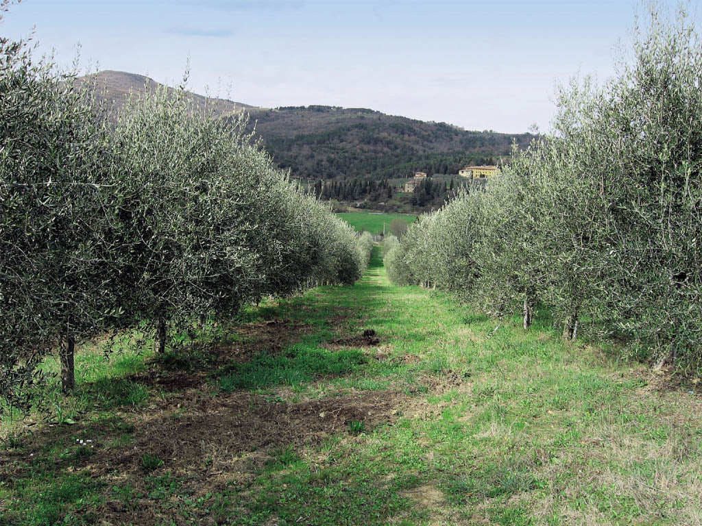 Olio Extravergine di Oliva NATURALE 100% Italiano - Prodotto in Calabria 5 L