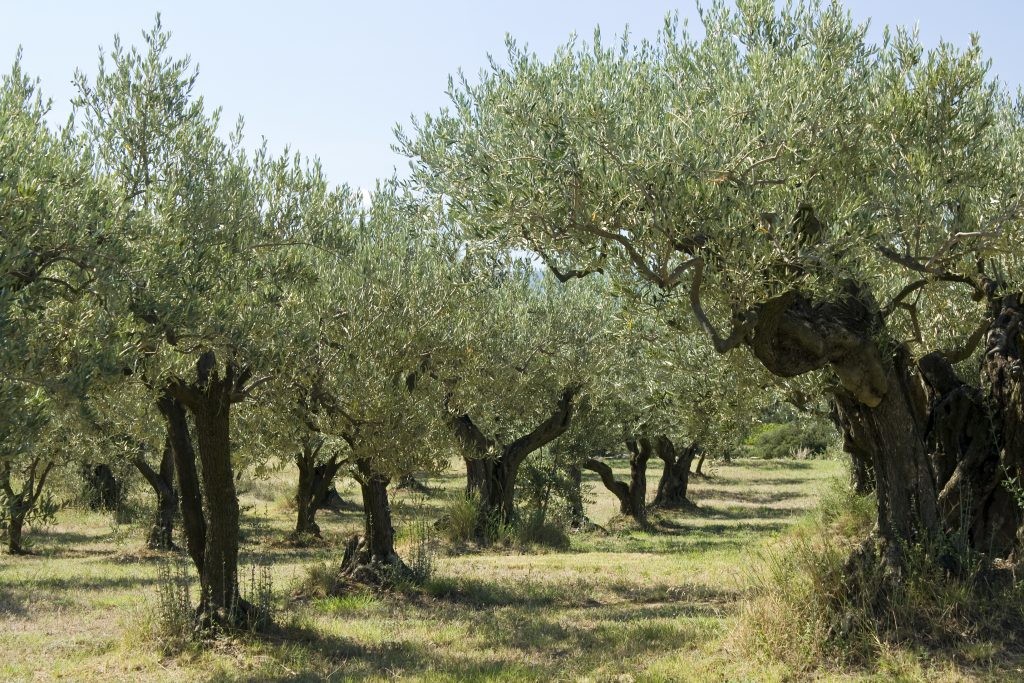 Olio Extravergine di Oliva NATURALE 100% Italiano - Prodotto in Calabria 5 L