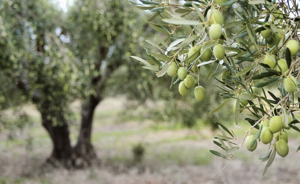 Olio Extravergine di Oliva NATURALE 100% Italiano - Prodotto in Calabria 5 L