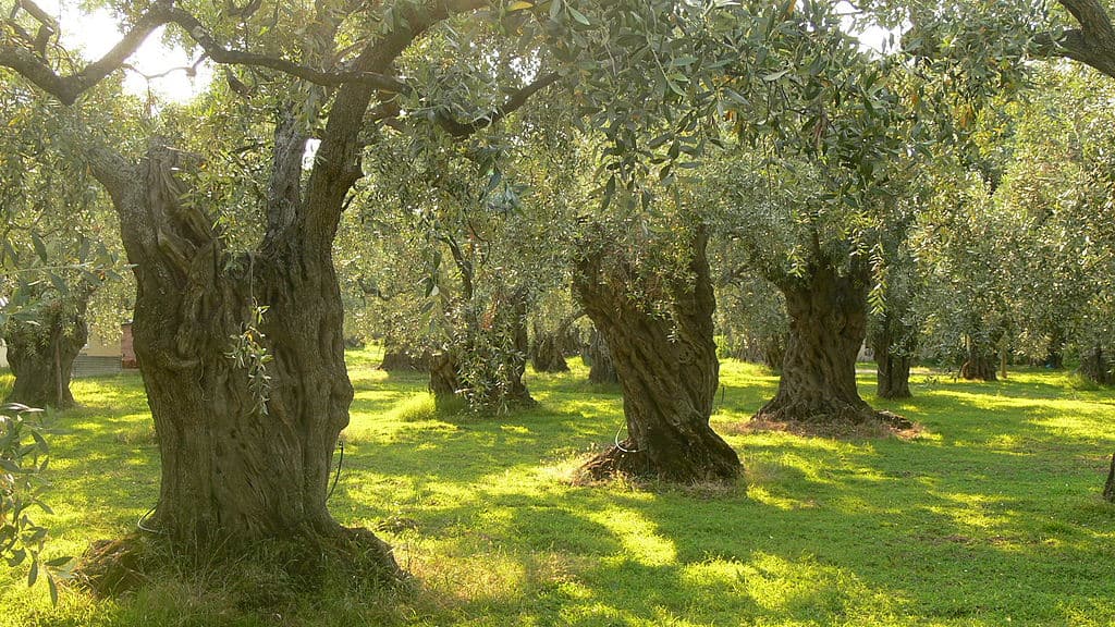 Olio Extravergine di Oliva NATURALE 100% Italiano - Prodotto in Calabria 5 L